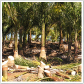 Palm fields